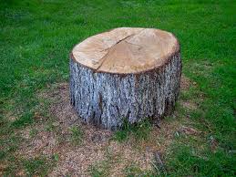 Best Root Management and Removal  in St Robert, MO