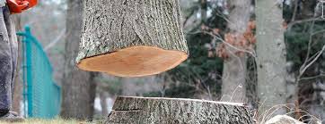 Best Commercial Tree Services  in St Robert, MO
