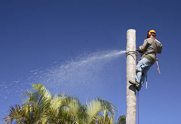 Best Fruit Tree Pruning  in St Robert, MO